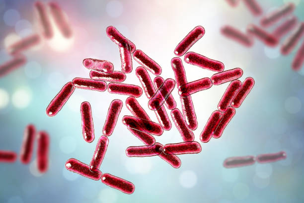 Bacillus Subtilis